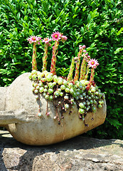 Image showing Houseleek flowers (Sempervivum) in flagon