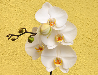 Image showing Orchid flowers