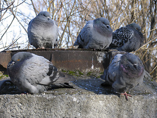 Image showing Pigeons