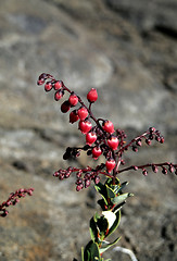 Image showing Petit bois de rempart (Agauria buxifolia)