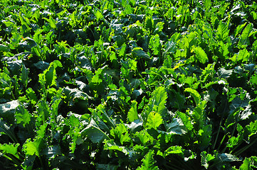 Image showing Beet field