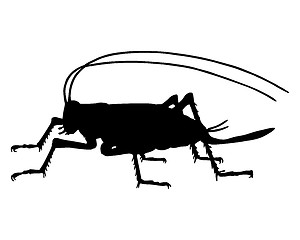 Image showing Cricket silhouette