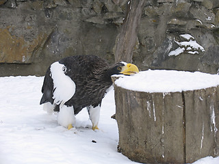 Image showing Steller's sea eagle