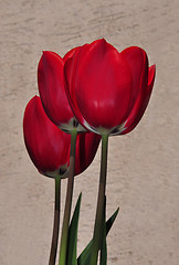 Image showing Red tulips