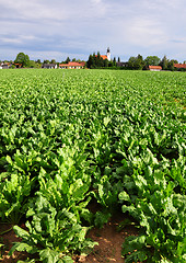 Image showing Field with sugar beet