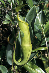 Image showing Pitcher plant (Nepenthes)