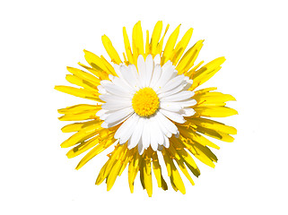 Image showing Daisy on dandelion flower