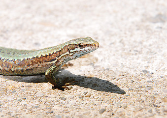 Image showing Wall lizard (Podarcis muralis)