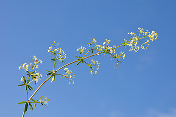 Image showing Upright bedstraw (Galium album)