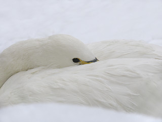 Image showing Head of white swan