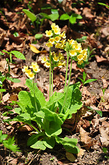 Image showing Oxlip (Primula elatior)