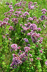 Image showing Oregano (Origanum vulgare)