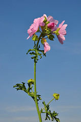 Image showing Greater musk-mallow (Malva alcea)