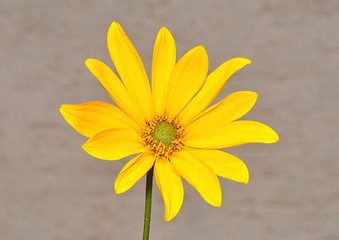 Image showing Small sunflower
