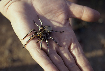 Image showing Tarantula