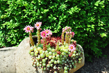 Image showing Houseleek flowers (Sempervivum) in flagon