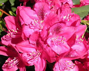 Image showing Rhododendron flower