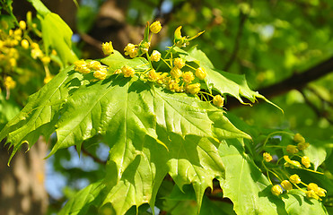 Image showing Maple flowers (Acer)
