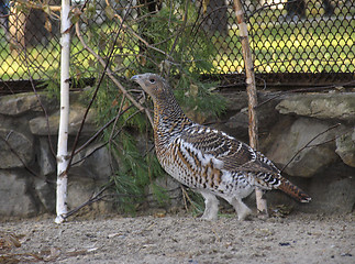 Image showing Capercaillie