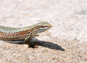 Image showing Wall lizard (Podarcis muralis)