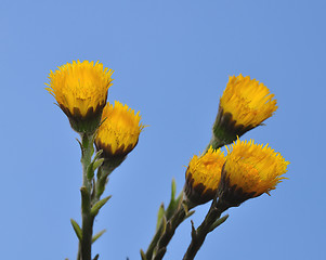 Image showing Coltsfoot (Tussilago farfara)