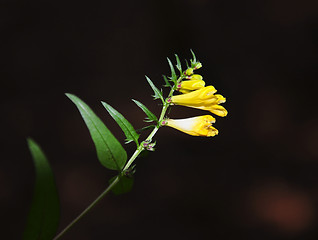 Image showing Common Cow-wheat (Melampyrum pratense)