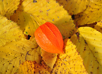 Image showing Physalis on fall leaves