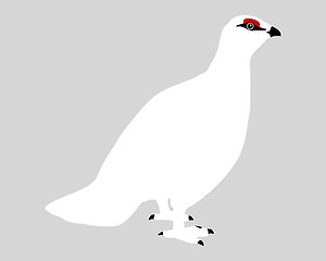 Image showing Ptarmigan