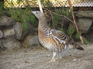 Image showing Capercaillie