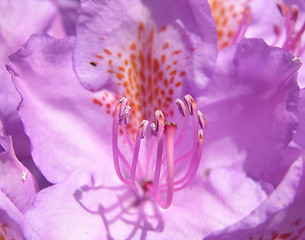 Image showing Rhododendron flower