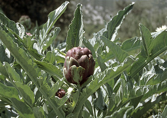 Image showing Artichoke plant