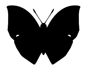 Image showing Butterfly