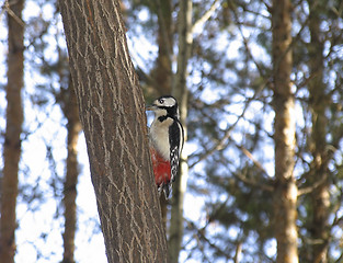 Image showing Woodpecker Dendrocopos minor