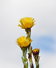 Image showing Coltsfoot (Tussilago farfara)