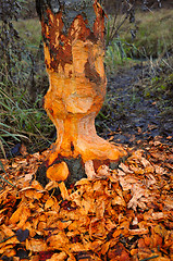 Image showing Beaver tree