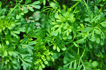 Image showing Common rue (Ruta graveolens)