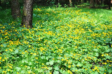 Image showing Marsh marigold (Caltha palustris)