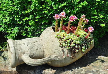 Image showing Houseleek flowers (Sempervivum) in flagon