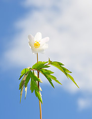 Image showing Wood anemone