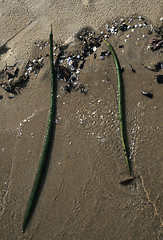 Image showing Mangrove seeds (Rhizophora) in Malaysia