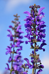 Image showing Meadow sage (Salvia pratensis)