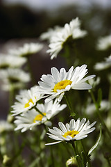 Image showing fieldflowers (camomile)