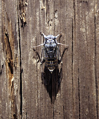 Image showing Cicada