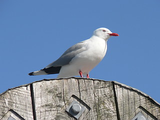 Image showing Seagull2