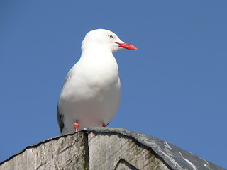 Image showing Seagull1