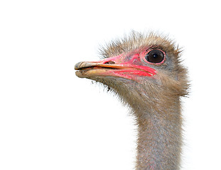 Image showing Ostrich