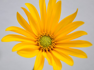 Image showing Small sunflower