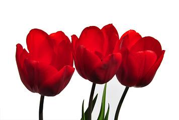 Image showing Red tulips