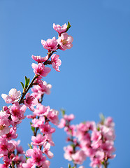 Image showing Peach flower (Prunus persica)