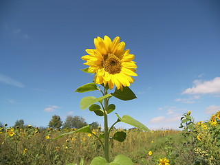 Image showing sunflower field